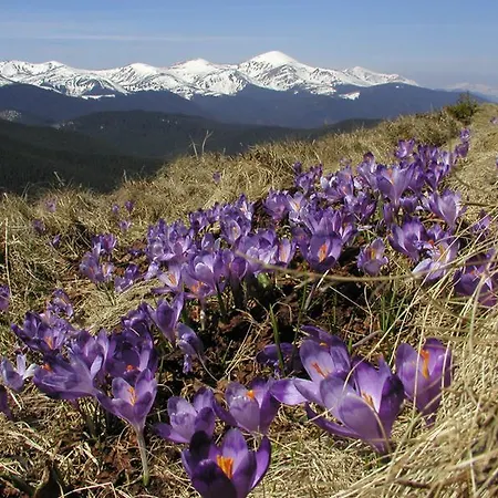 Sadyba Karpatiya Guest house