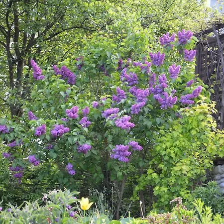 Guest house Sadyba Karpatiya Yaremche